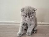 55 Günlük Yavru Scottish Fold