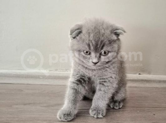 55 Günlük Yavru Scottish Fold