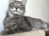 Maine coon