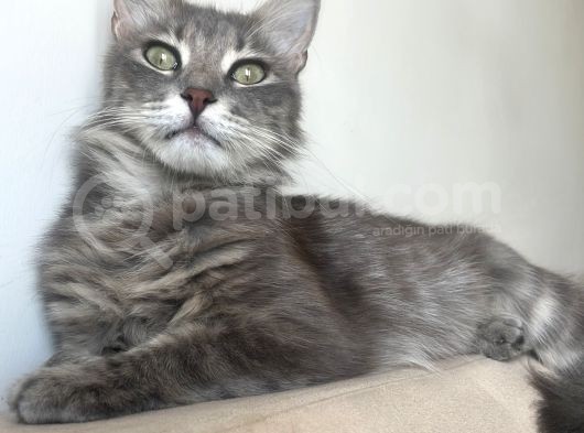 Maine Coon