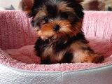 Vecihi Den Yorkshair Terrier Teacup Bebekler