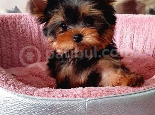 Vecihi Den Yorkshair Terrier Teacup Bebekler görsel