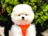 Safkan Teddy Face Pomeranian Yavruları