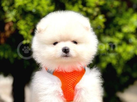 Safkan Teddy Face Pomeranian Yavruları
