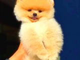 Ayı Surat Pomeranian Boo Yavrularımız