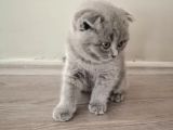 55 Günlük Yavru Scottish Fold