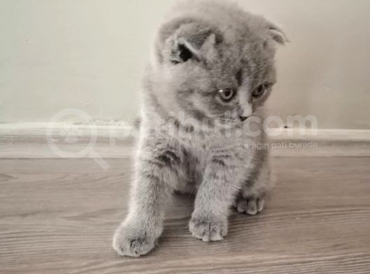 55 Günlük Yavru Scottish Fold görsel