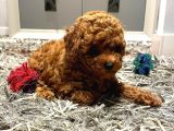 Mukemmel Kalitedeki Red Brown Toy Poodle Yavrumuz