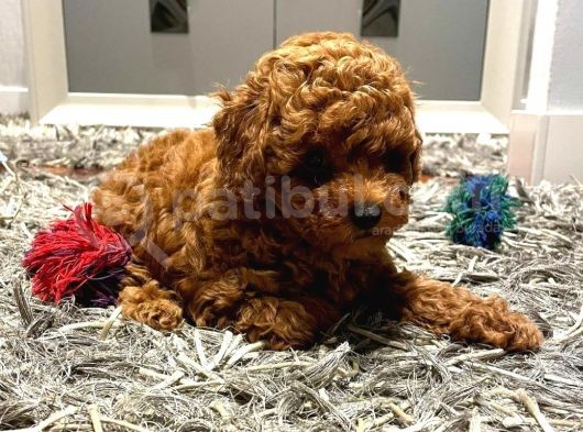 Mukemmel Kalitedeki Red Brown Toy Poodle Yavrumuz görsel