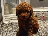 Mukemmel Kalitedeki Red Brown Toy Poodle Yavrumuz