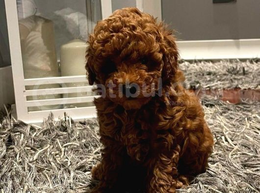 Mukemmel Kalitedeki Red Brown Toy Poodle Yavrumuz görsel