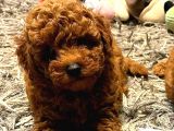 Mukemmel Kalitedeki Red Brown Toy Poodle Yavrumuz