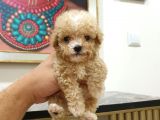 Micro Teacup Kore Kani Toy Poodle Yavrumuz Fi̇ncan Köpek