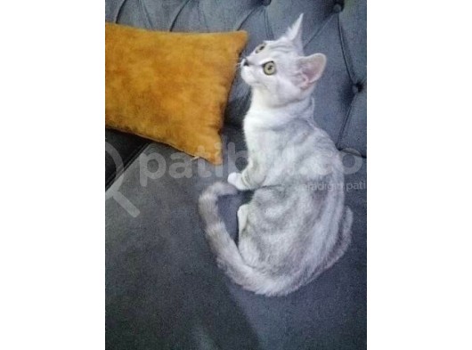 British Shorthair görsel