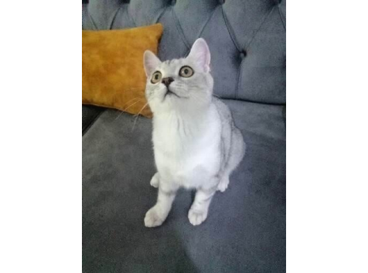 British Shorthair görsel