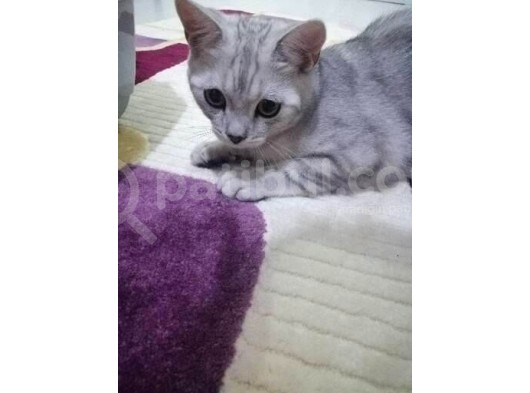 British Shorthair