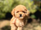 Di̇şi̇ Mi̇ni̇ Toy Poodle Bebeği̇mi̇z