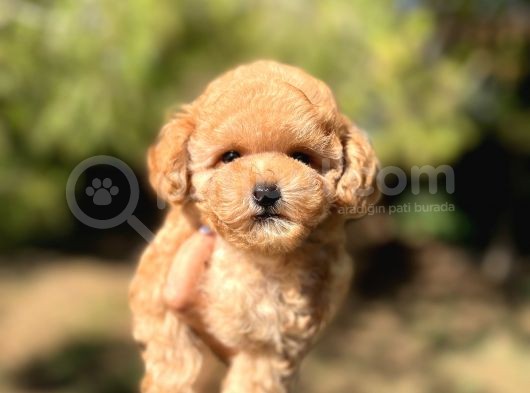 Di̇şi̇ Mi̇ni̇ Toy Poodle Bebeği̇mi̇z görsel