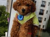 Safkan Ve Korekan Poodle Yavrular