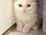 Scottish Fold Scottish Straight Kardeşler