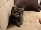 Maine Coon