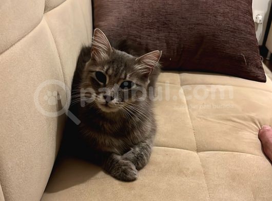 Maine Coon görsel