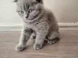 55 Günlük Yavru Scottish Fold