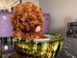 Minyatür ve Toy Seçenekli Poodle Bebişler