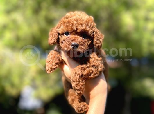 Red Mi̇ni̇ Toy Poodle Yavrular