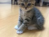 Silver Tabby