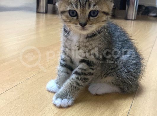 Silver Tabby görsel