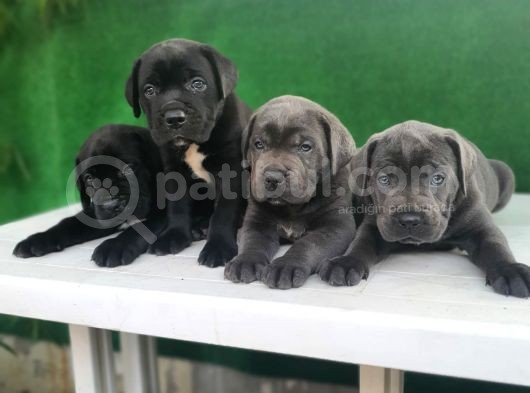 Yüksek Kali̇teli̇ Cane Corso Yavrulari görsel