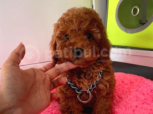 Red Brown Toy Poodle