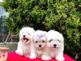 Sevimli Mini Boy Maltese Yavrular