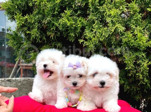 Sevimli Mini Boy Maltese Yavrular