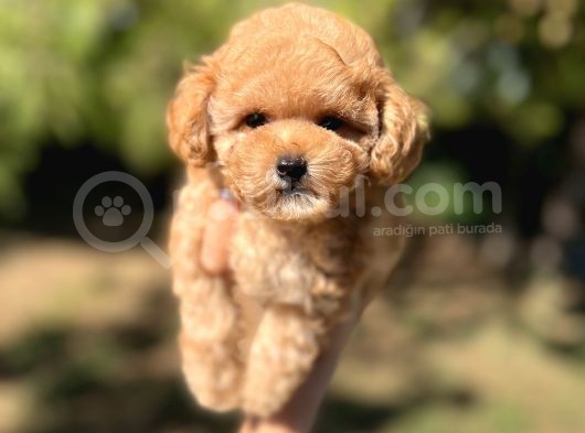 Di̇şi̇ Mi̇ni̇ Toy Poodle Bebeği̇mi̇z görsel