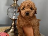 Karamelll Toypoodle’ın Bebişleri
