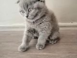 55 Günlük Yavru Scottish Fold