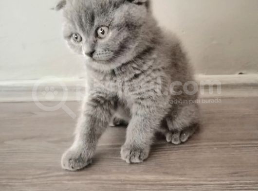 55 Günlük Yavru Scottish Fold görsel