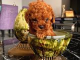 Sağlık Ve Ömür Boyu Irk Garantili Poodle Yavrular