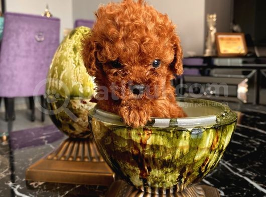 Sağlık Ve Ömür Boyu Irk Garantili Poodle Yavrular görsel