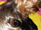 Vecihi Den Yorkshair Terrier Teacup Bebekler