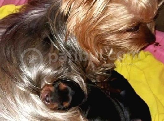 Vecihi Den Yorkshair Terrier Teacup Bebekler görsel