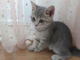 2.5 Aylık Kedi