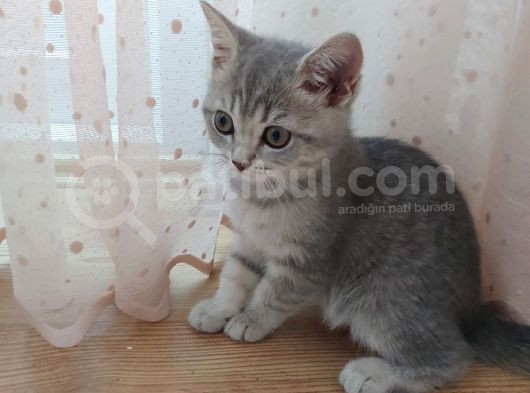 2.5 Aylık Kedi