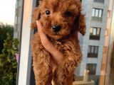 Minyatür Ve Toy Seçenekli Poodle Bebişler