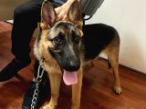 Alman Kurdu K9 Aile Köpeği