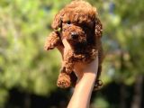 Red Mi̇ni̇ Toy Poodle Yavrular