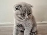 55 Günlük Yavru Scottish Fold