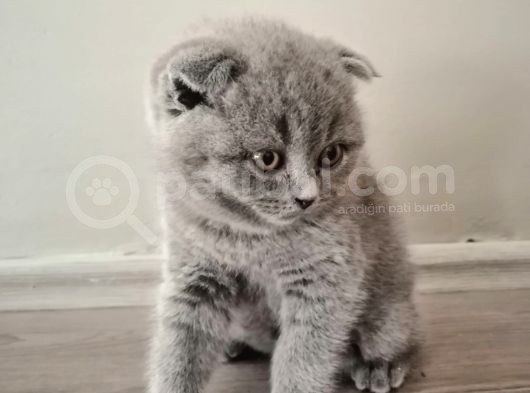 55 Günlük Yavru Scottish Fold görsel